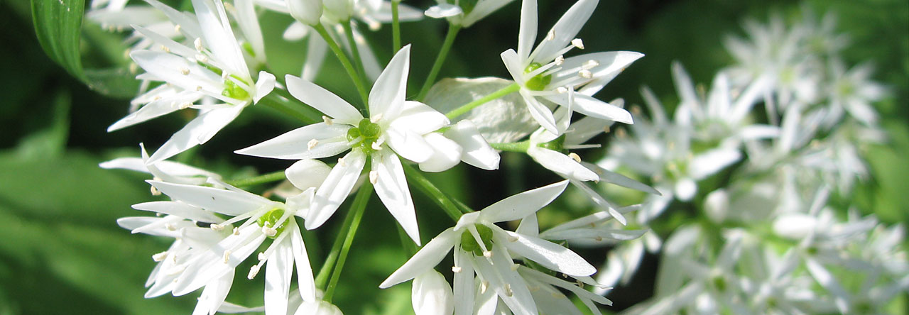 Reflexibel Åsa Jalloh - vita blommor